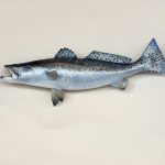 tengeri hal omega 3 forrás
